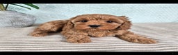 Cavapoo dogs for sale: Caroline - Ad 4