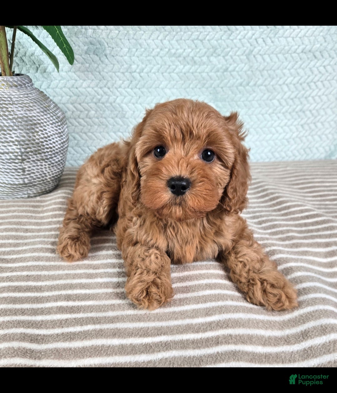 Cavapoo dogs for sale: Caroline - Ad 4