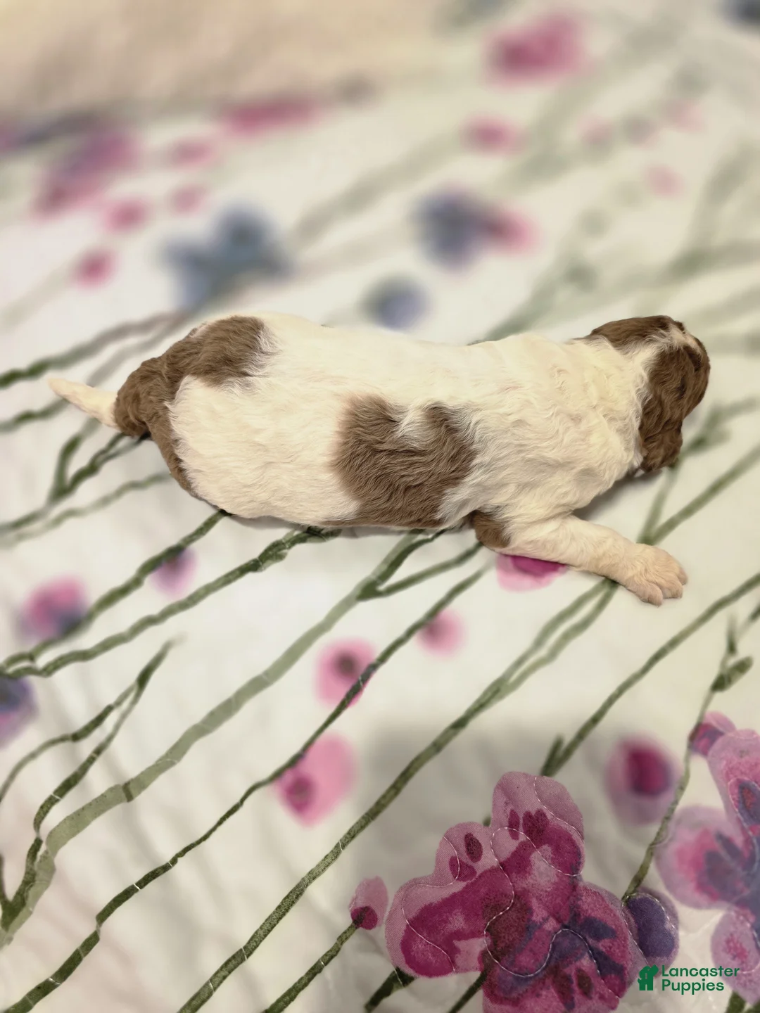 Sheepadoodle dogs for sale: Sheepadoodle 1 - Ad 2