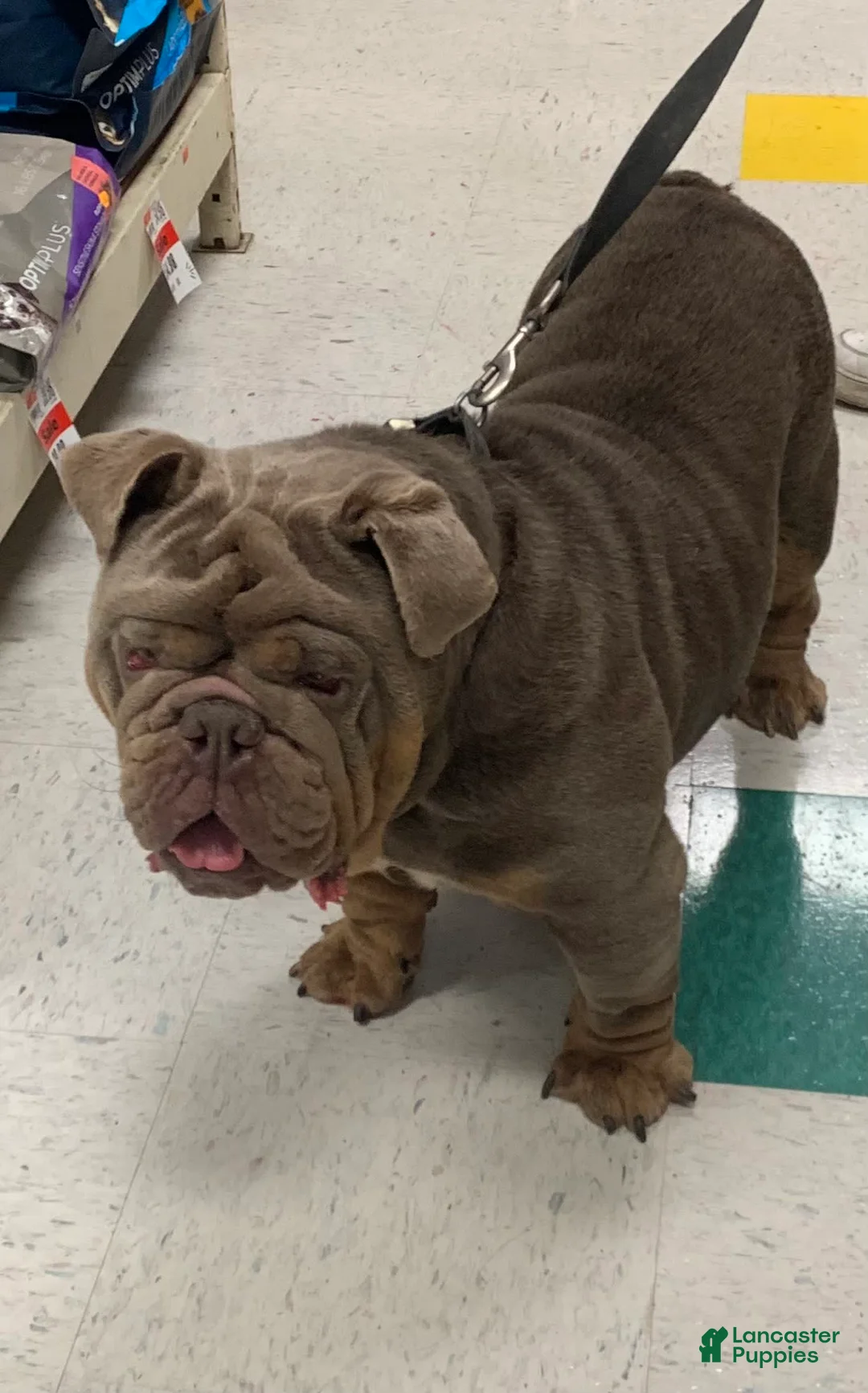 English Bulldog dogs for stud: English Bulldog 1 puppies - Ad 2