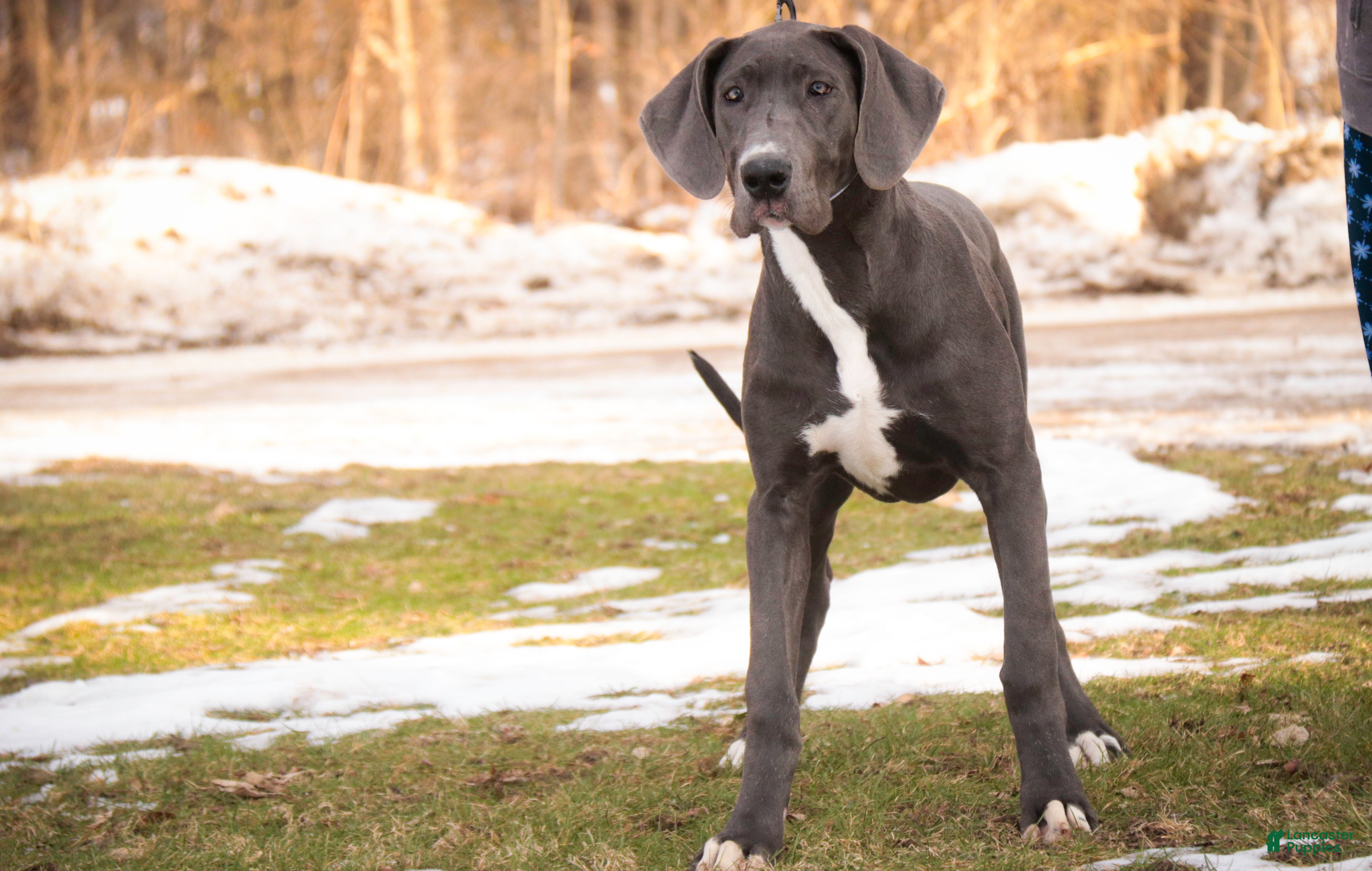Great Dane dogs Lucy - Ad 26