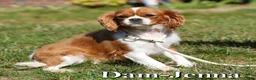 Cavalier King Charles Spaniel dogs for sale: Seth - Ad 10