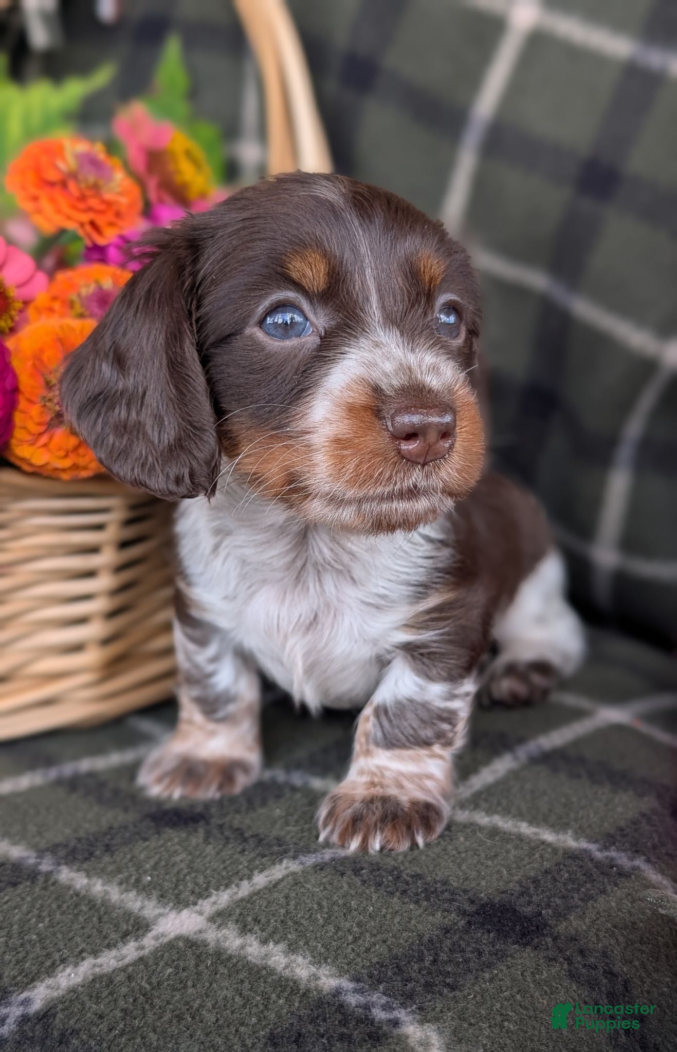 Dachshund dogs Taylor  - Ad 2