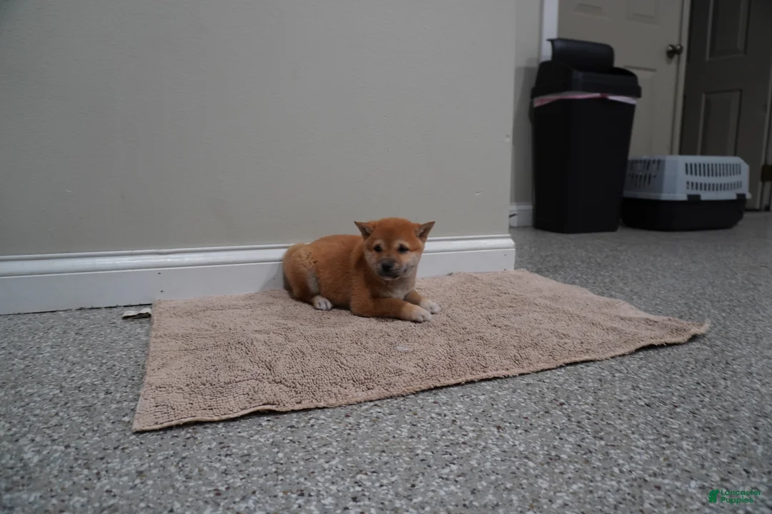Shiba Inu dogs for sale: Shiba Inu Puppy 3 - Ad 7