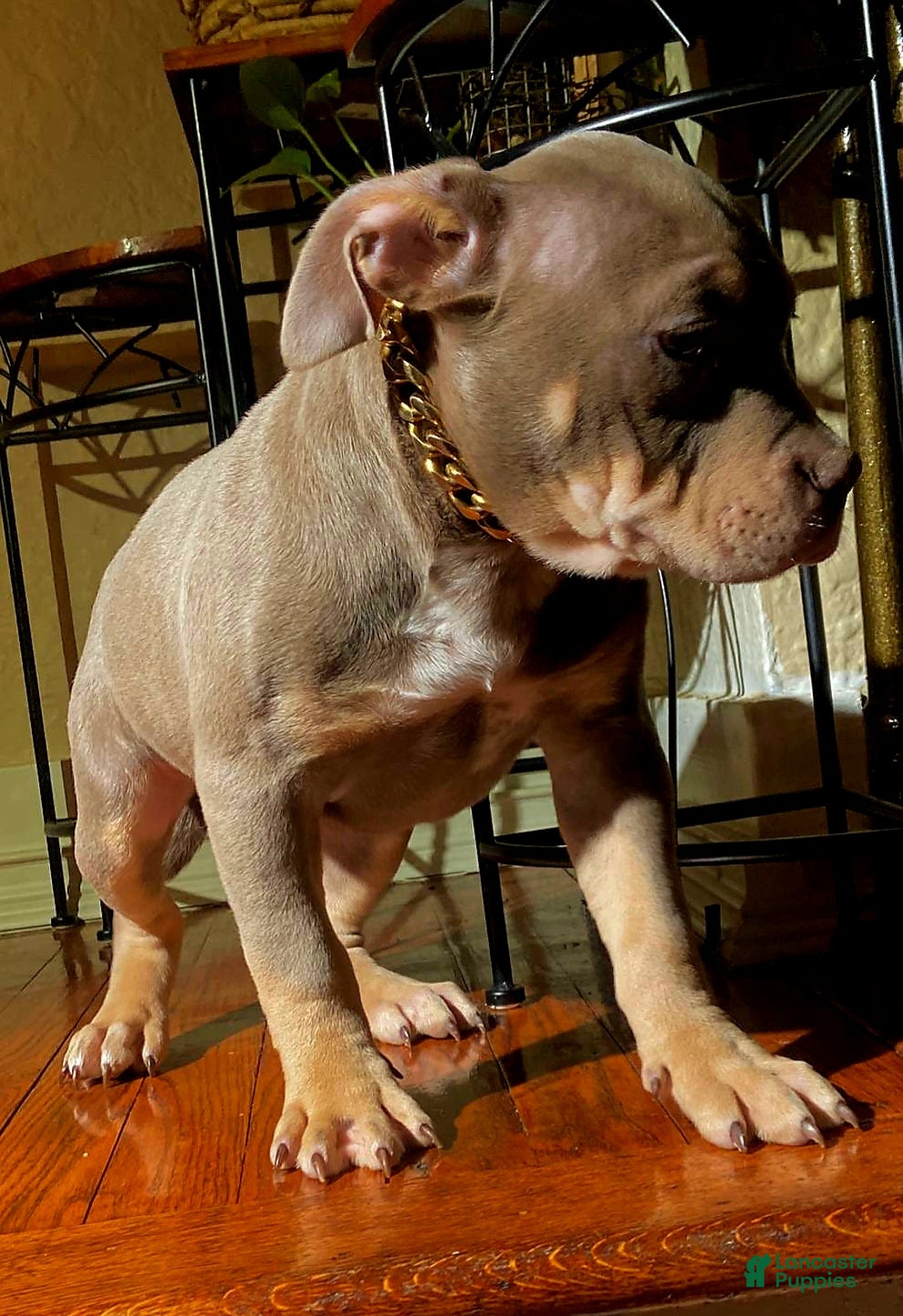 American Bully dogs for sale: "FOXY BROWN" - Ad 2
