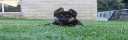 German Shepherd dogs for sale: Maggie - Ad 2