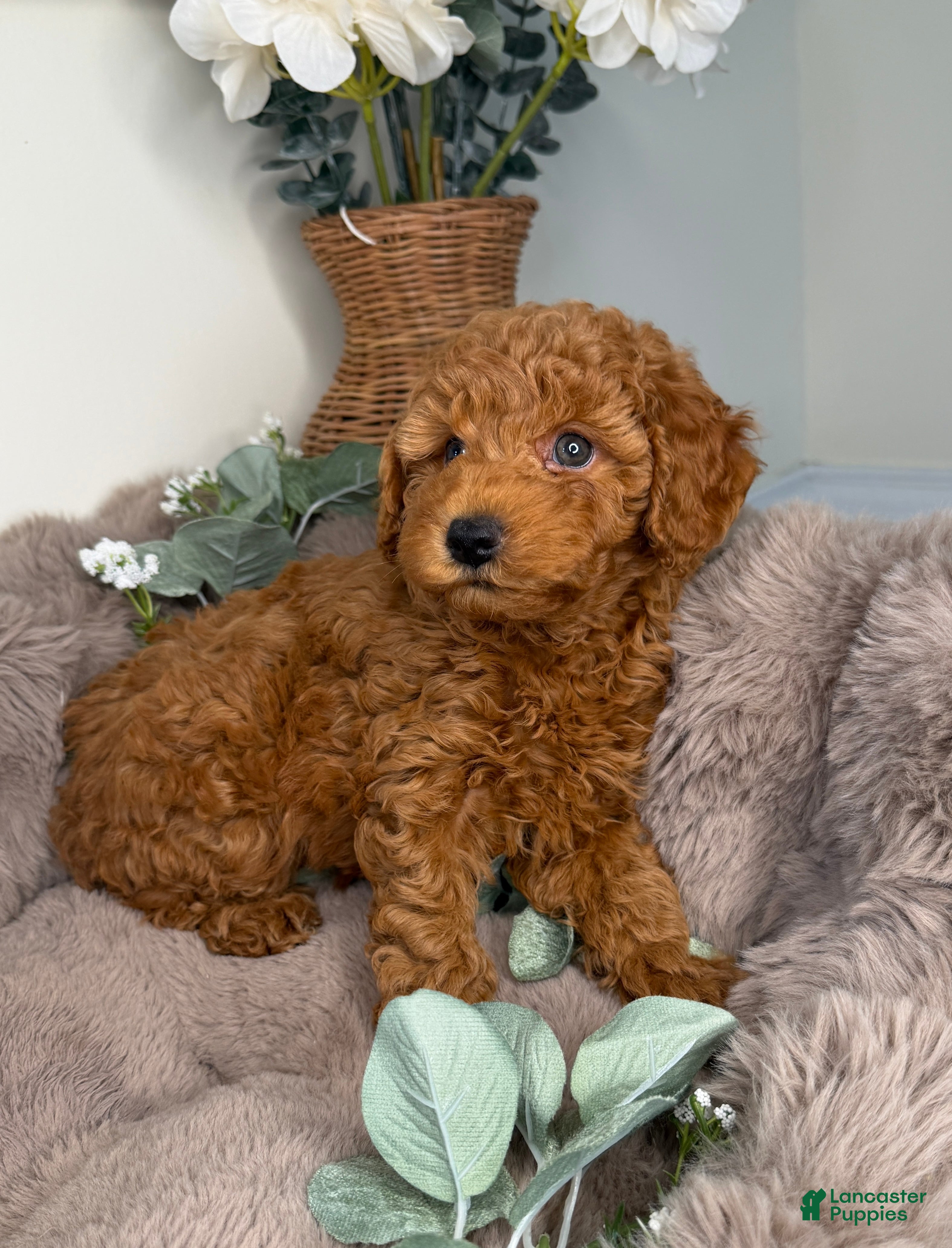 Mini Goldendoodle dogs Teddy 🧸 | Male Goldendoodle Puppy - Ad 1