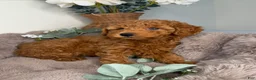 Mini Goldendoodle dogs for sale: Teddy 🧸 | Male Goldendoodle Puppy - Ad 1