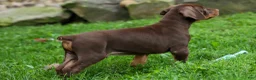 Doberman Pinscher dogs for sale: Gus 🐾 - Ad 4