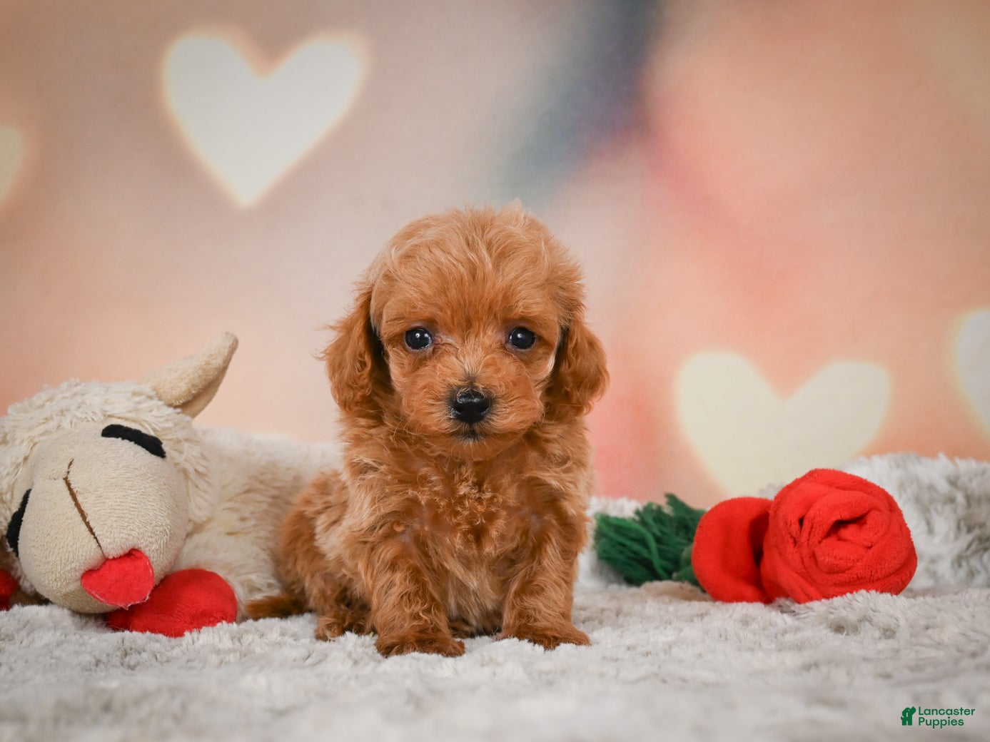 Toy Poodle dogs Joey - Ad 1