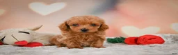 Toy Poodle dogs for sale: Joey - Ad 1