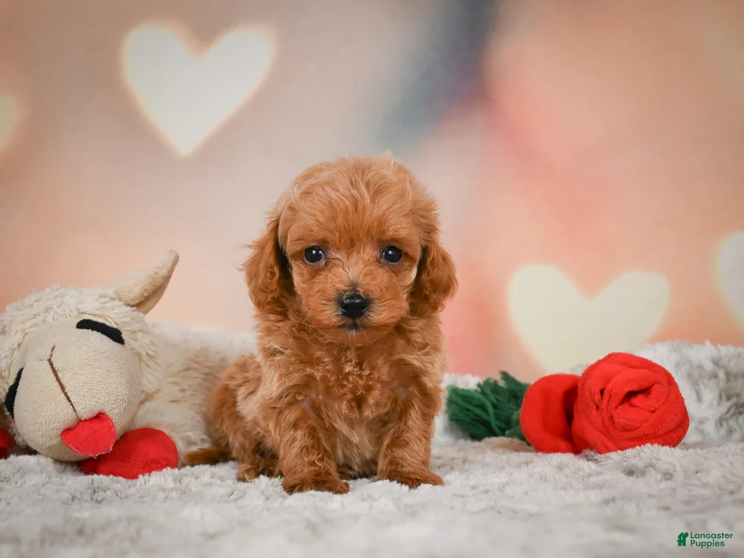 Toy Poodle dogs for sale: Joey - Ad 1