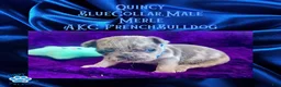 French Bulldog dogs for sale: Quincy “Blue” Collar, Male - Ad 10