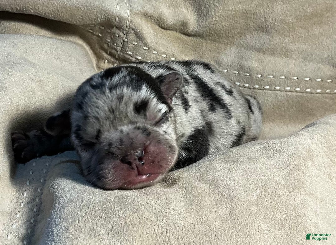 French Bulldog dogs for sale: Shell - Ad 28