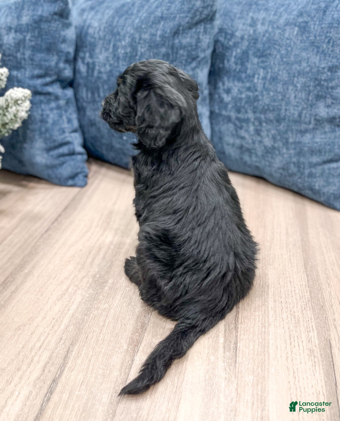 Mini Bernedoodle dogs for sale: Stormy - Ad 5