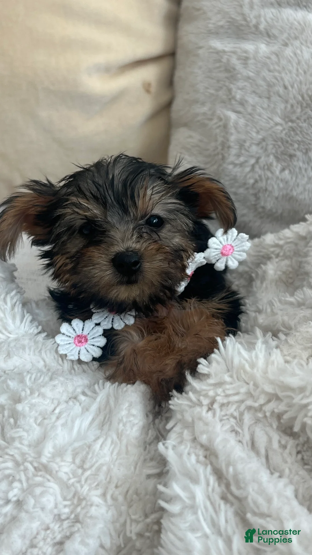 Yorkshire Terrier dogs for sale: Yorkshire Terrier 3 - Ad 2