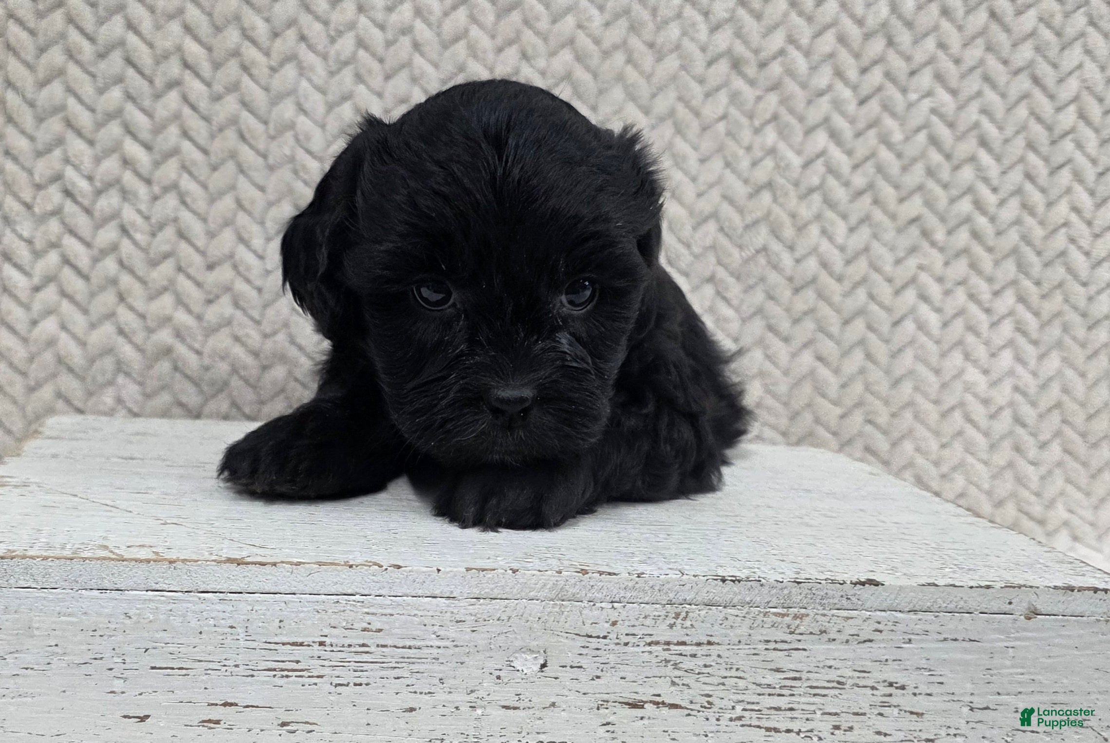 Shihpoo dogs Buddy - Ad 2