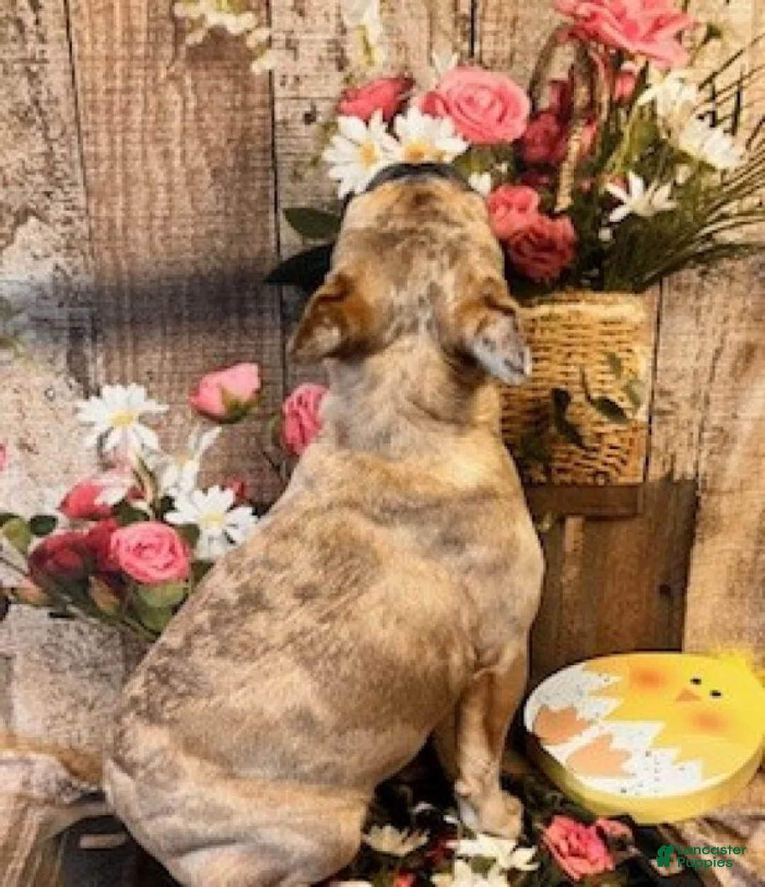 French Bulldog dogs for sale: Lindsey - Ad 5