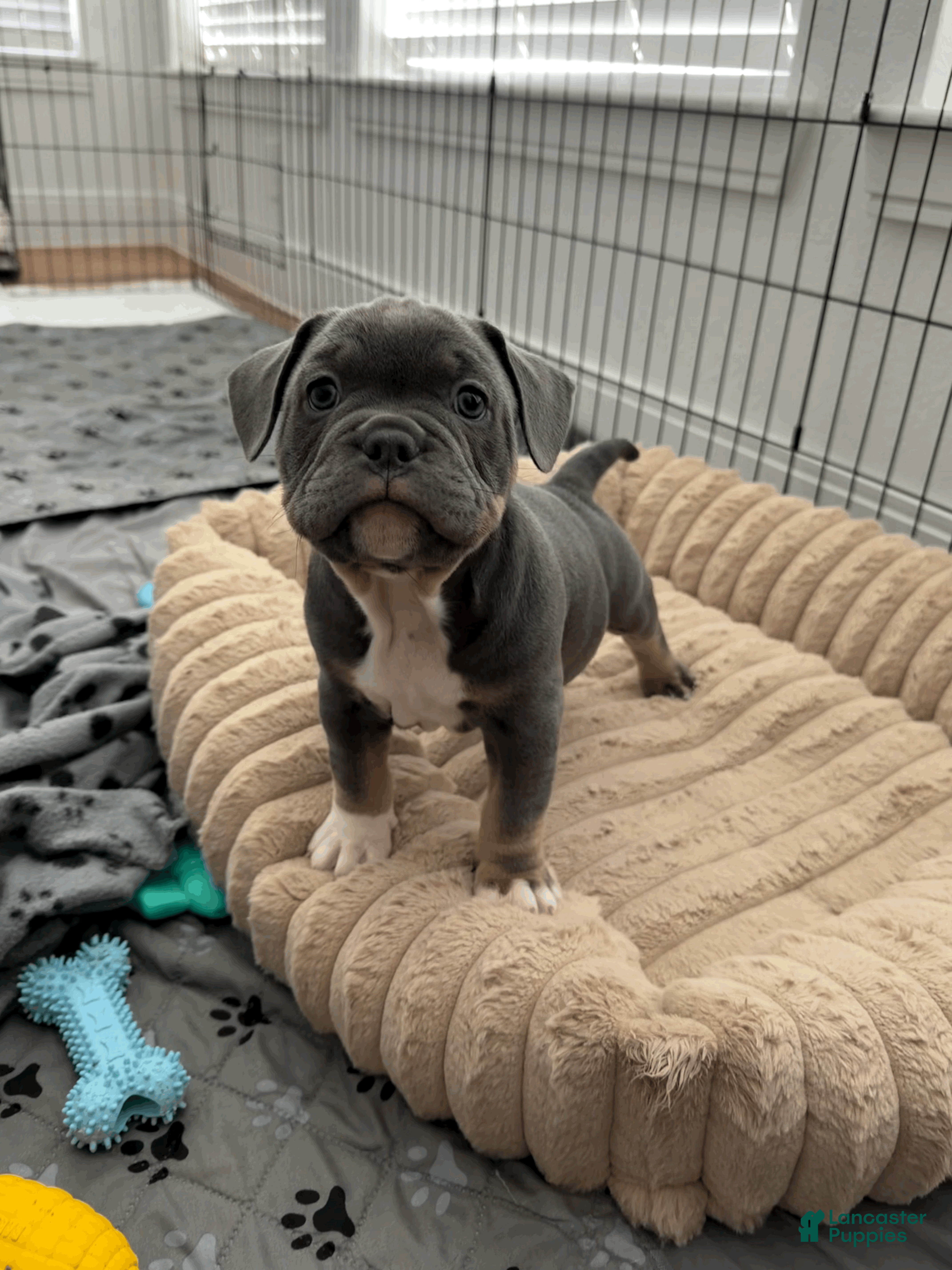 Mixed Breed dogs Blue Tricolored, Micro Bully Male - Ad 1