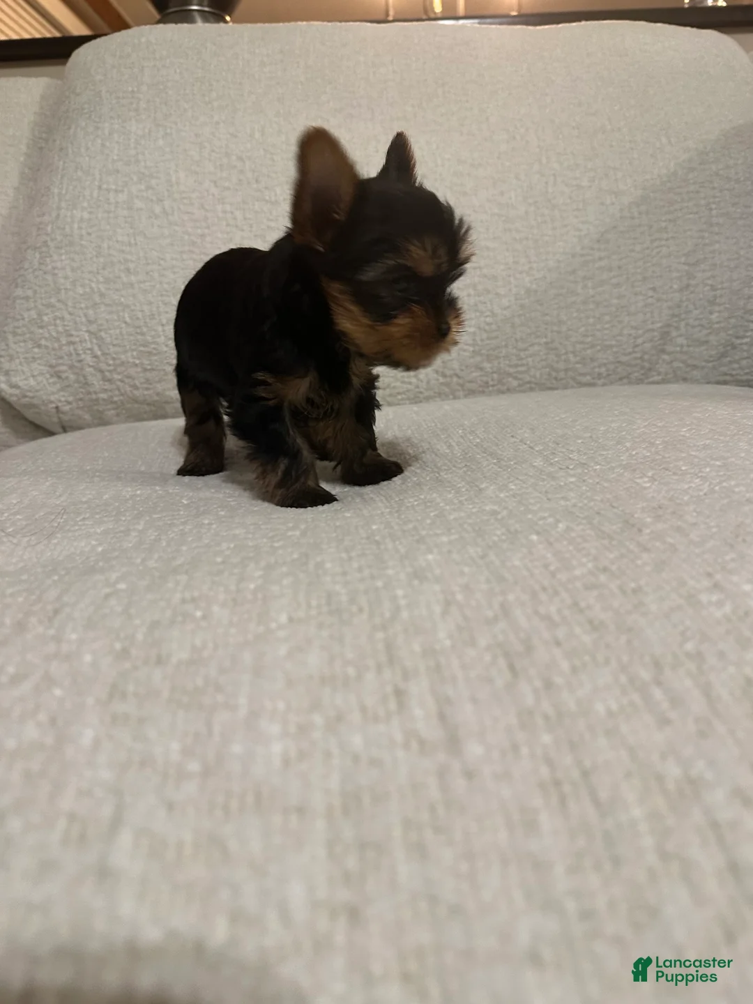 Yorkshire Terrier dogs for sale: Benny - Ad 1