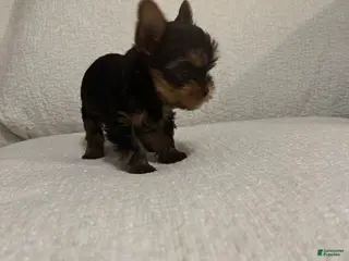 Yorkshire Terrier dogs Benny - Ad 24