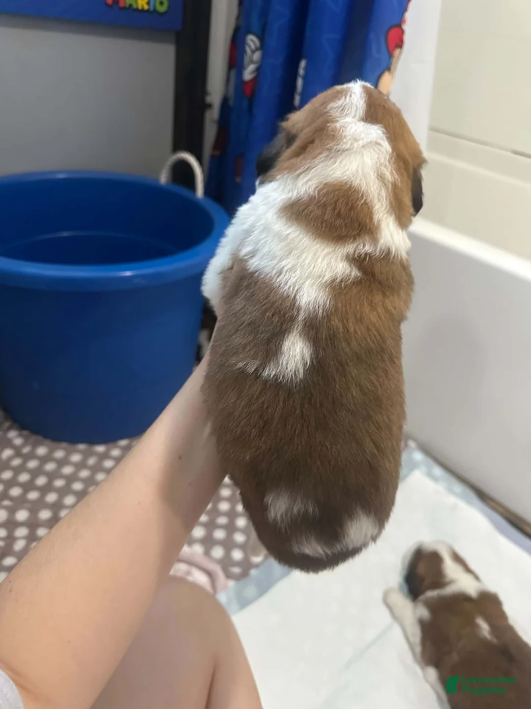 Saint Bernard dogs for sale: Sparkle  - Ad 2