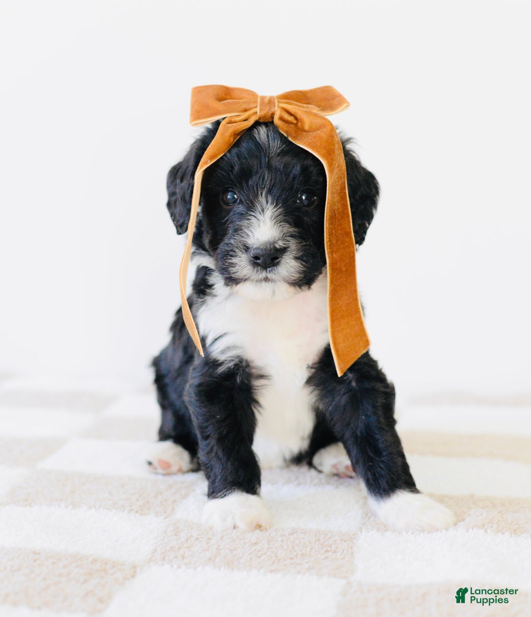 Bernedoodle dogs for sale: Knit  - Ad 3