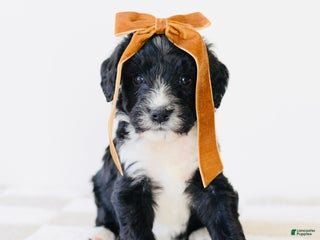 Bernedoodle dogs Knit - Ad 34