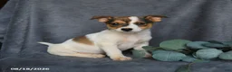 Mixed Breed dogs for sale: Rascal - Ad 3
