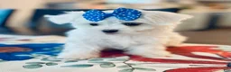 Maltese dogs for sale: Teacup Daina - Ad 5