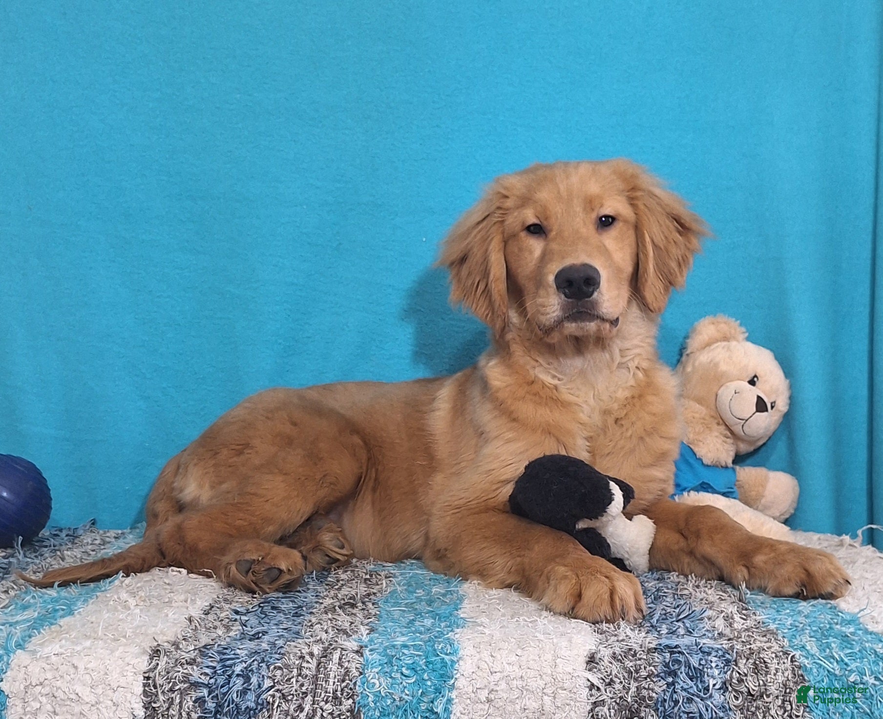 Golden Retriever dogs Cleo - Ad 41