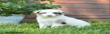 Gus