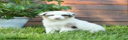 Miniature Australian Shepherd dogs for sale: Gus - Ad 1