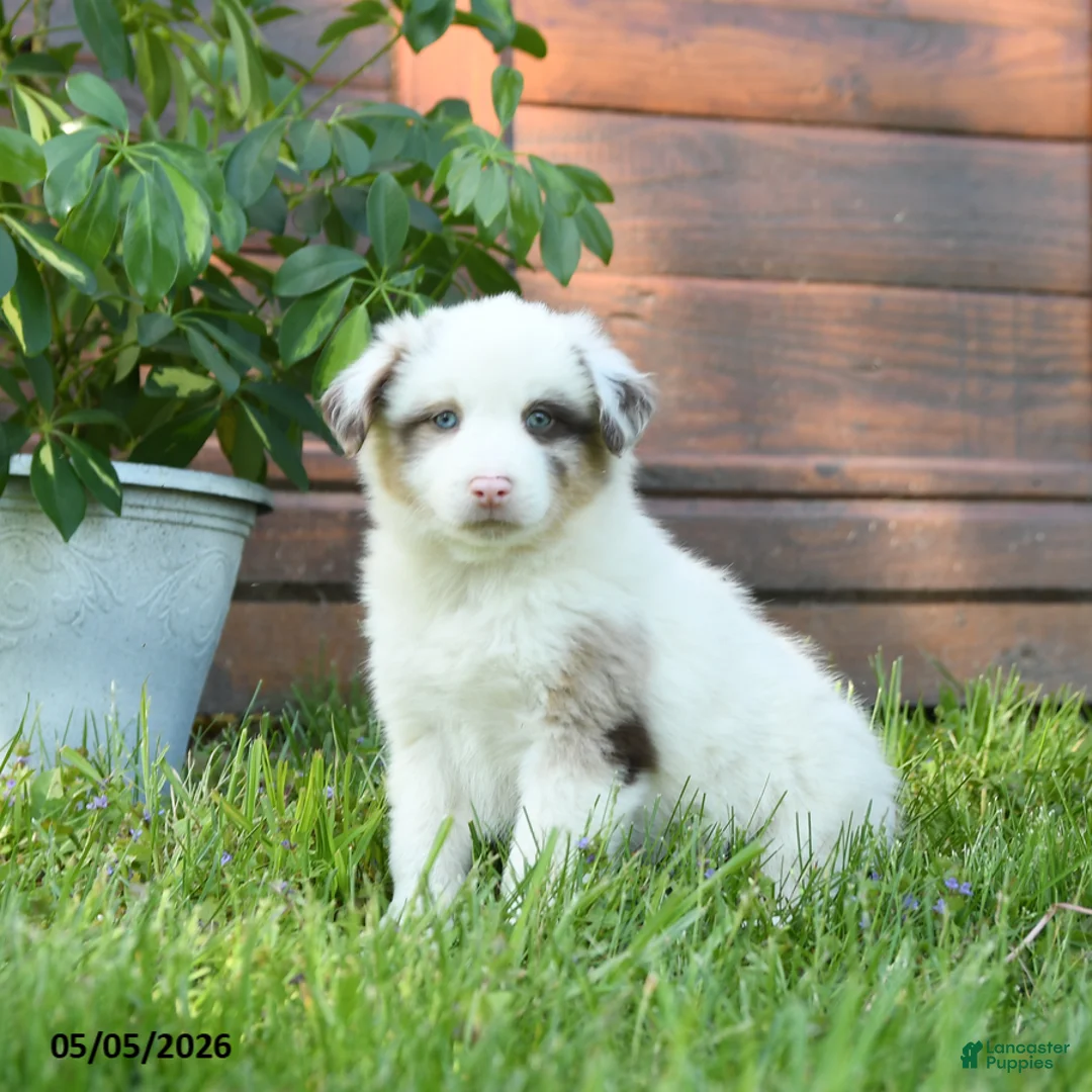 Miniature Australian Shepherd dogs for sale: Gus - Ad 1