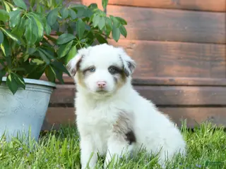 Miniature Australian Shepherd dogs for sale: Gus - Ad 1