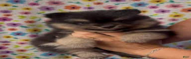 Pomeranian 2