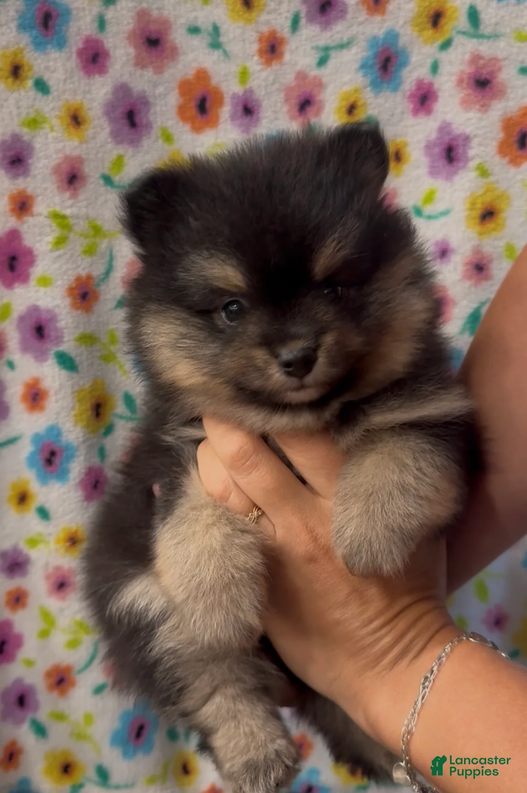 Pomeranian dogs for sale: Pomeranian 2 - Ad 1