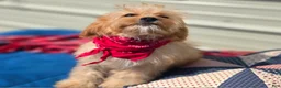 Cavapoo dogs for sale: Miles - Ad 6