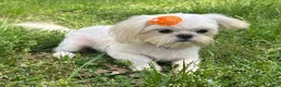 Shih Tzu dogs for sale: Cinderella  - Ad 6