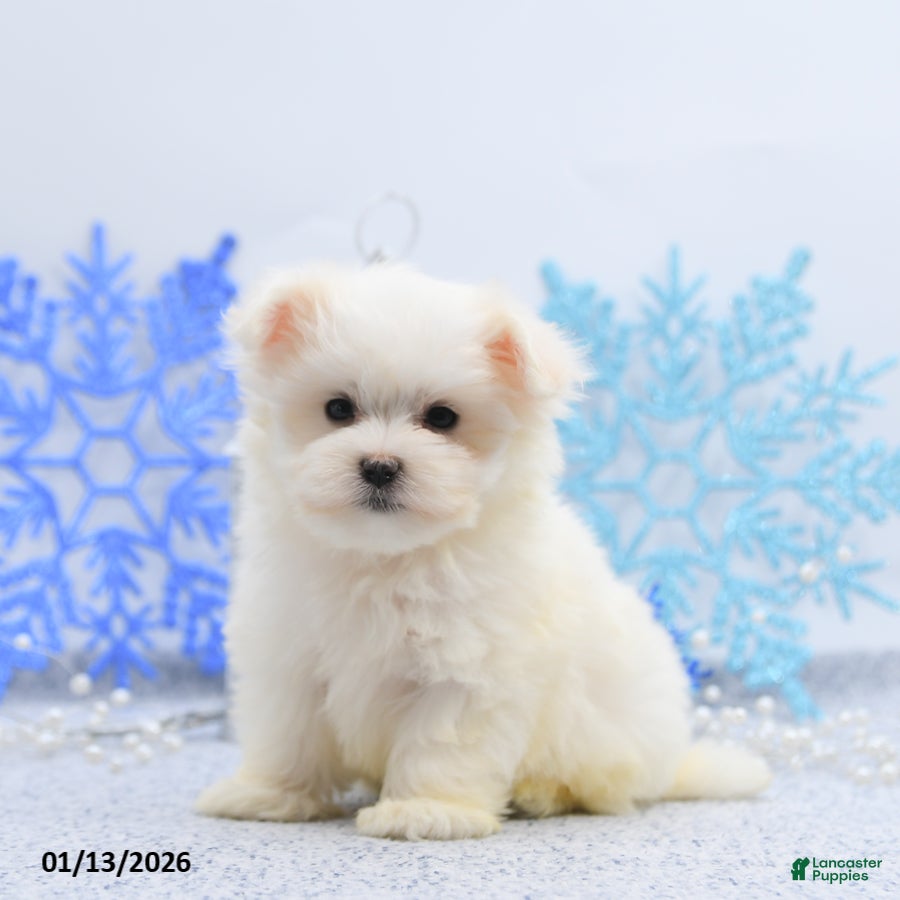 Maltese dogs Peanut  - Ad 35