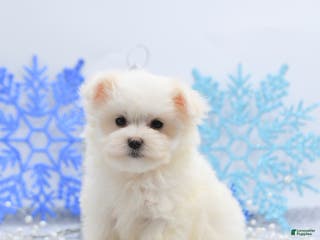 Maltese dogs Peanut - Ad 13