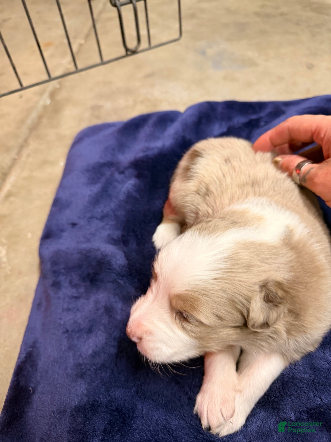 Australian Shepherd dogs for sale: Australian Shepherd Puppy - Hamilton  - Ad 8