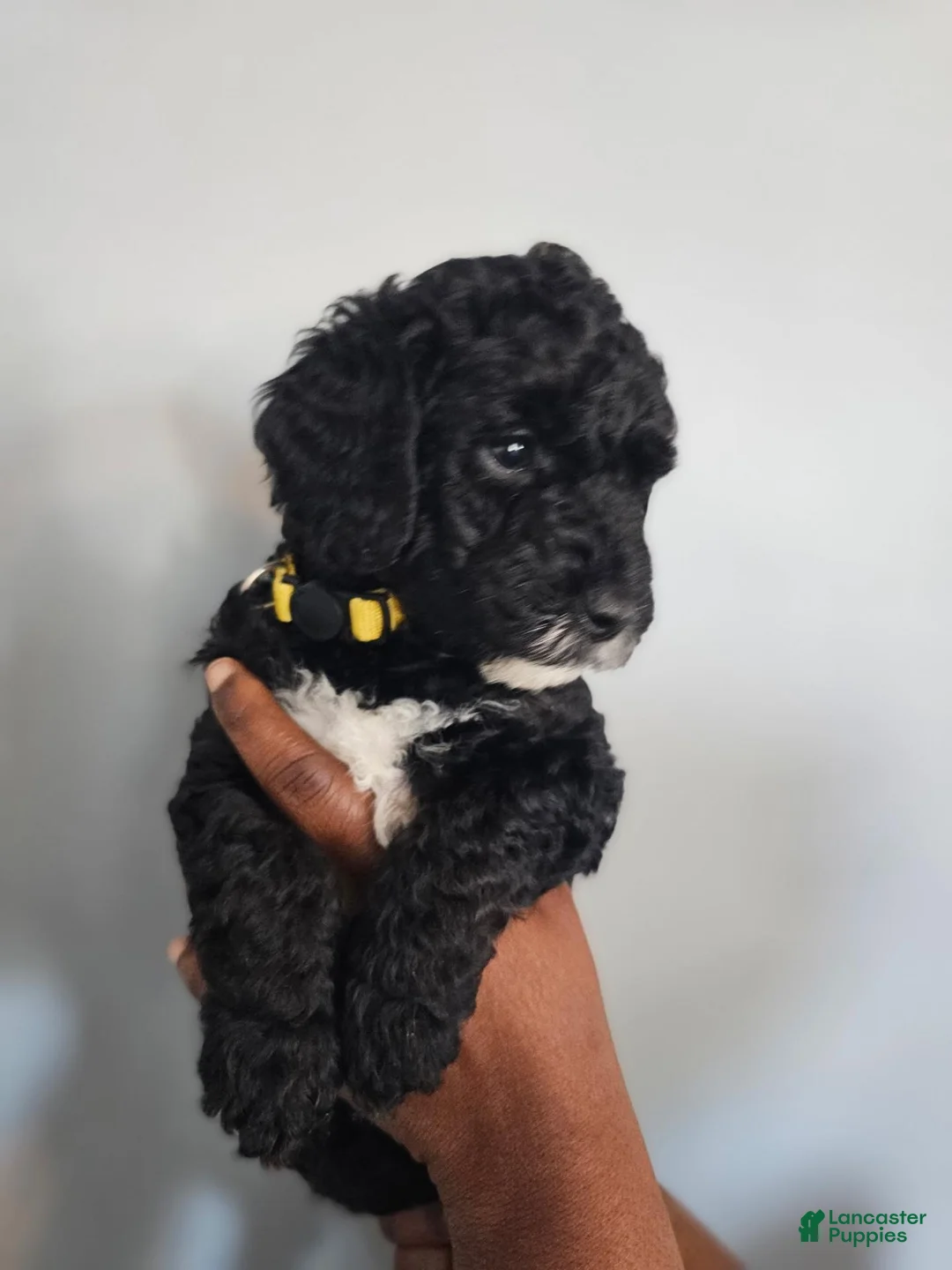 Miniature Poodle dogs for sale: Peter - Ad 1
