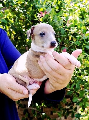 Italian Greyhound dogs Shiloh - Ad 2