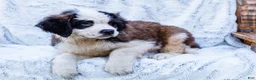 Saint Bernard dogs for sale: Smarty - Ad 6