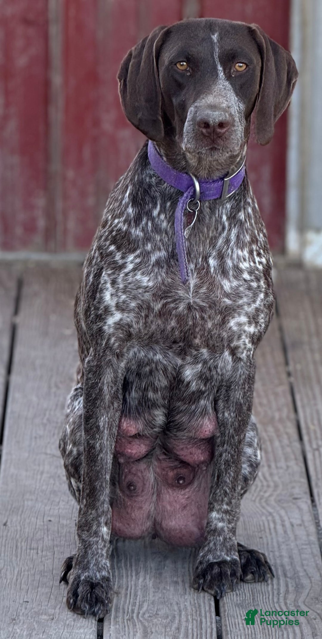German Shorthaired Pointer dogs for sale: German Shorthaired Pointer Puppy 6 - Ad 2
