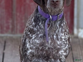 German Shorthaired Pointer dogs German Shorthaired Pointer Puppy 7 - Ad 27