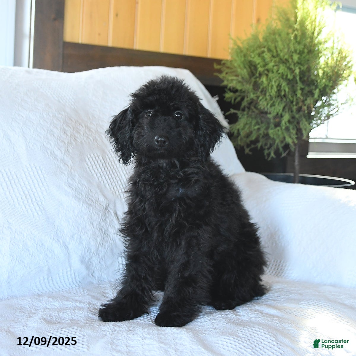 Miniature Poodle dogs Ebony - Ad 1