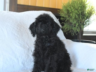 Miniature Poodle dogs Ebony - Ad 1