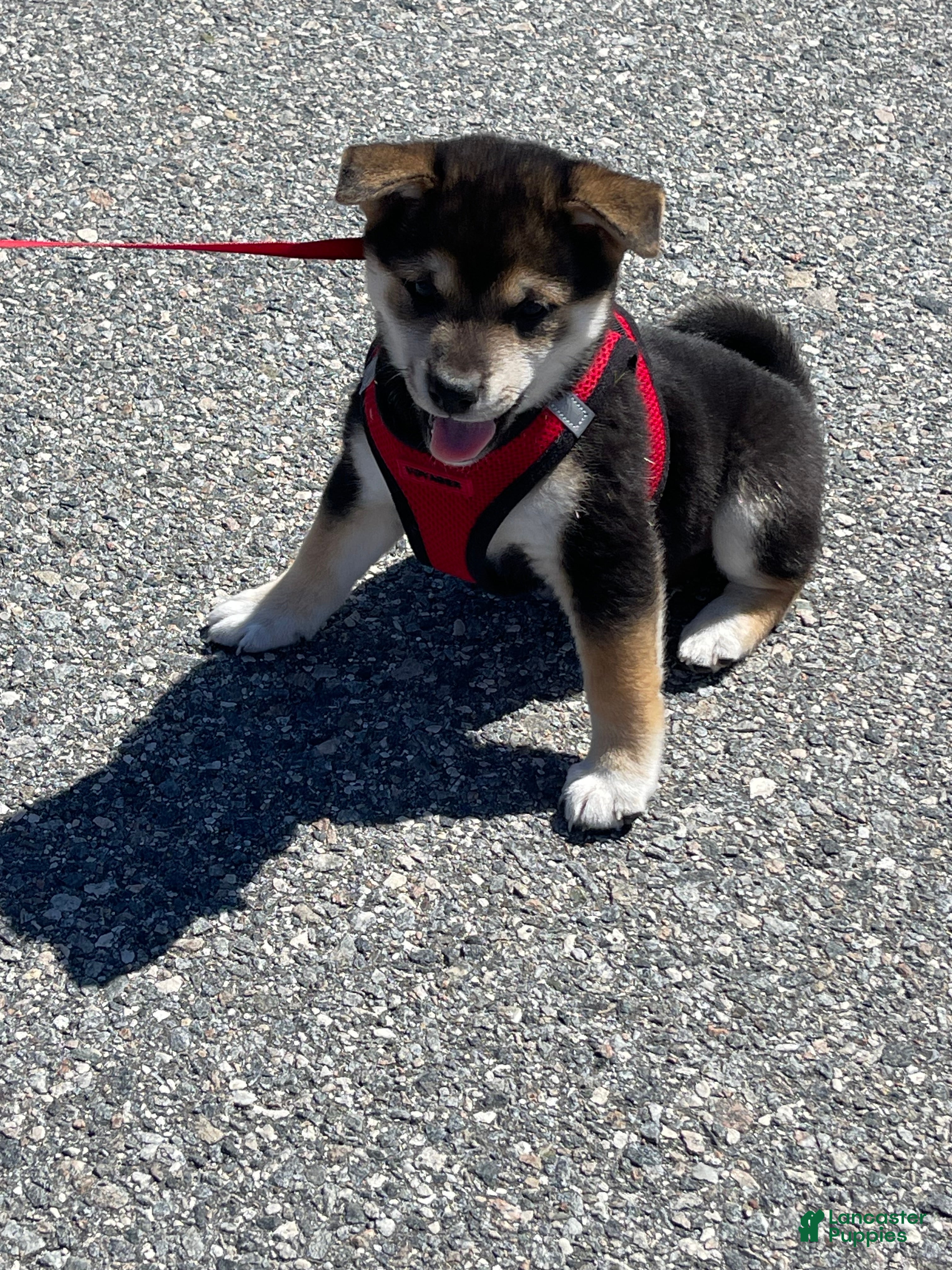 Shiba Inu dogs Shiba Inu Puppy 1 Thor - Ad 1